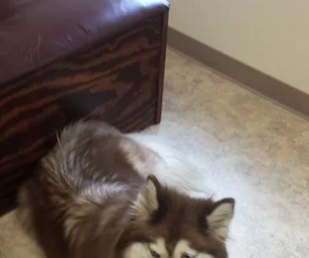Firelands Animal Hospital Inc