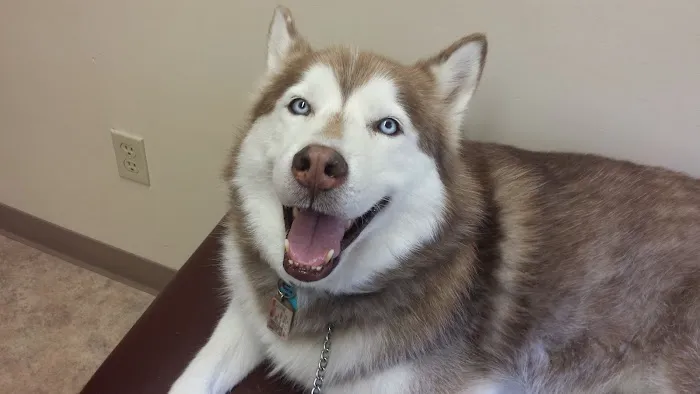 Firelands Animal Hospital Inc Picture 2