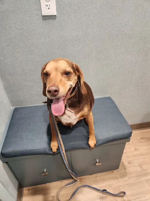 Avon Animal Hospital Picture 3