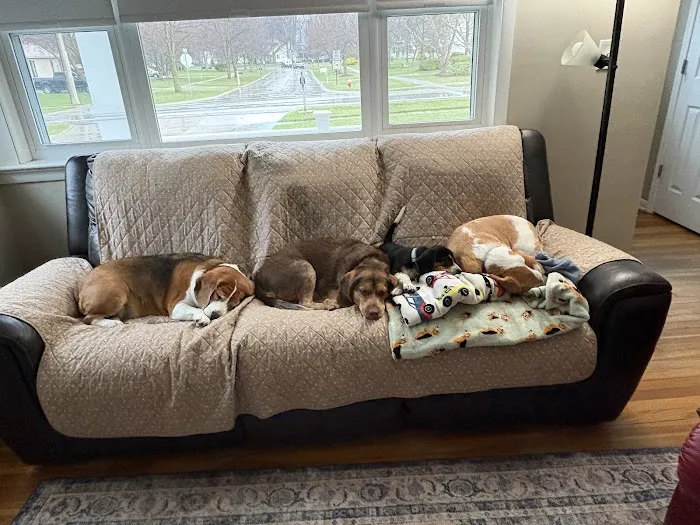 Avon Animal Hospital Picture 10