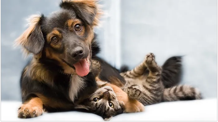 Avon Animal Hospital Picture 4