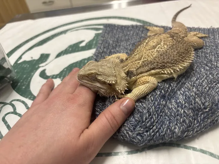 Kindred Spirits Veterinary Picture 1