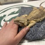 Kindred Spirits Veterinary