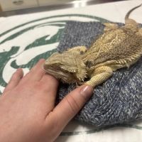 Kindred Spirits Veterinary ico