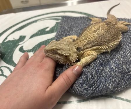 Kindred Spirits Veterinary