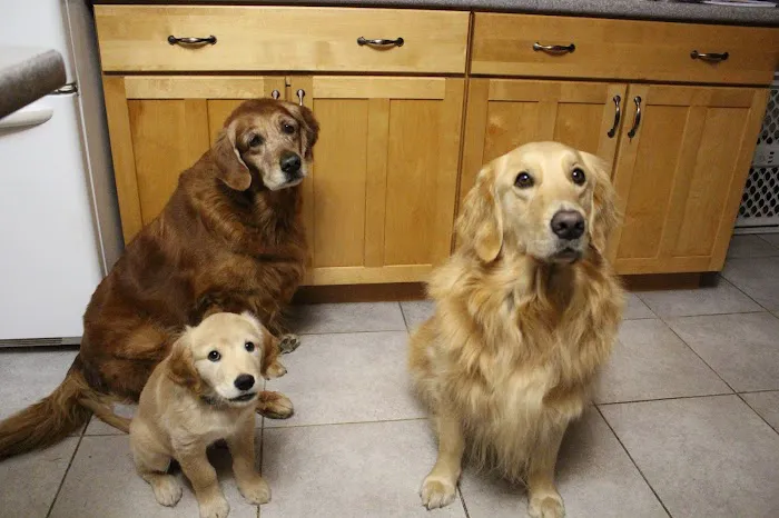 Kindred Spirits Veterinary Picture 2