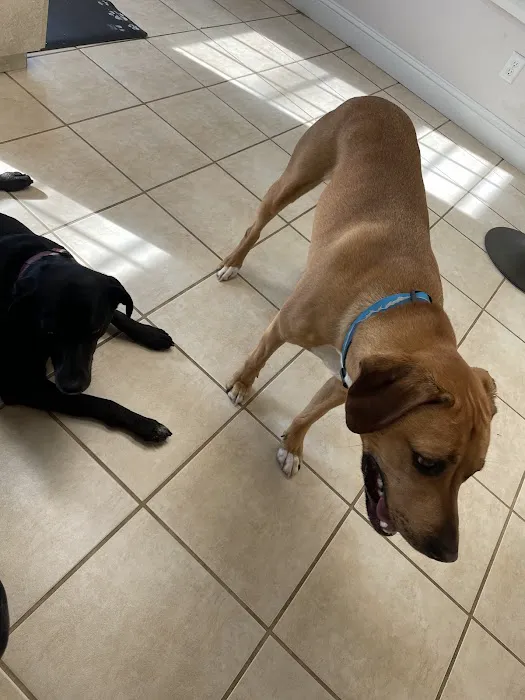 Kindred Spirits Veterinary Picture 5