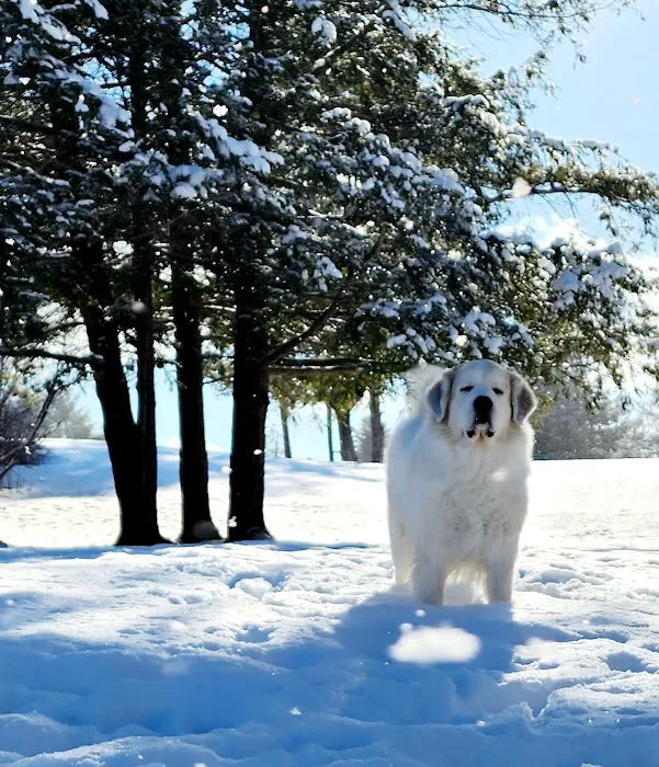 Kindred Spirits Veterinary Picture 4