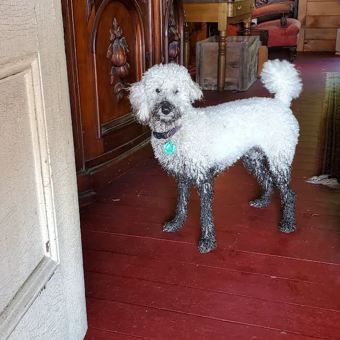 Kindred Spirits Veterinary Picture 8