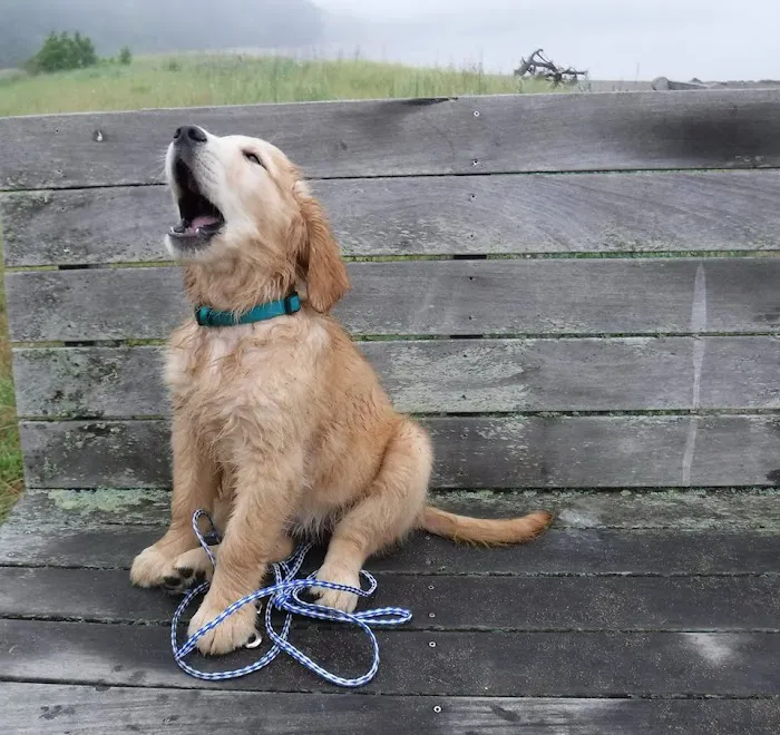 Kindred Spirits Veterinary Picture 10