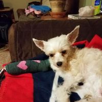 Lucerne Veterinary Hospital: Monk Stephanie G DVM ico