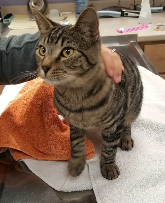 Lucerne Veterinary Hospital Picture 10