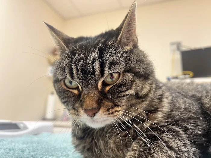 Hampden Veterinary Clinic Picture 9