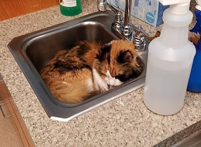 Eastern Maine Emergency Veterinary Picture 5