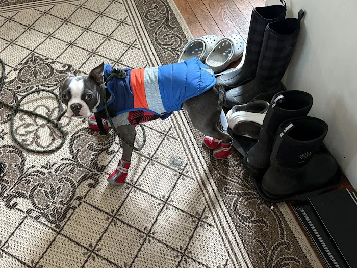 Eastern Maine Emergency Veterinary Picture 2