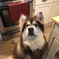 Eastern Maine Emergency Veterinary ico