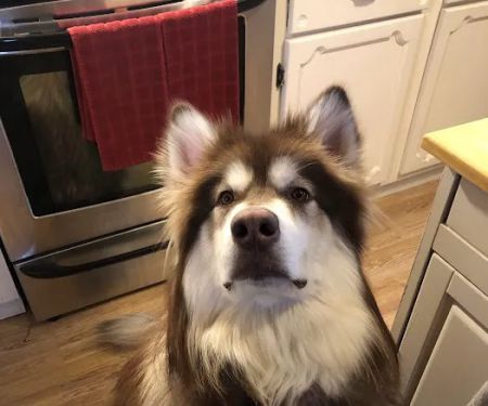 Eastern Maine Emergency Veterinary