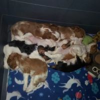 Penobscot Veterinary Services: Thomas Diana DVM ico