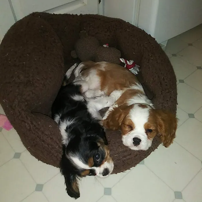 Penobscot Veterinary Services: Thomas Diana DVM Picture 4