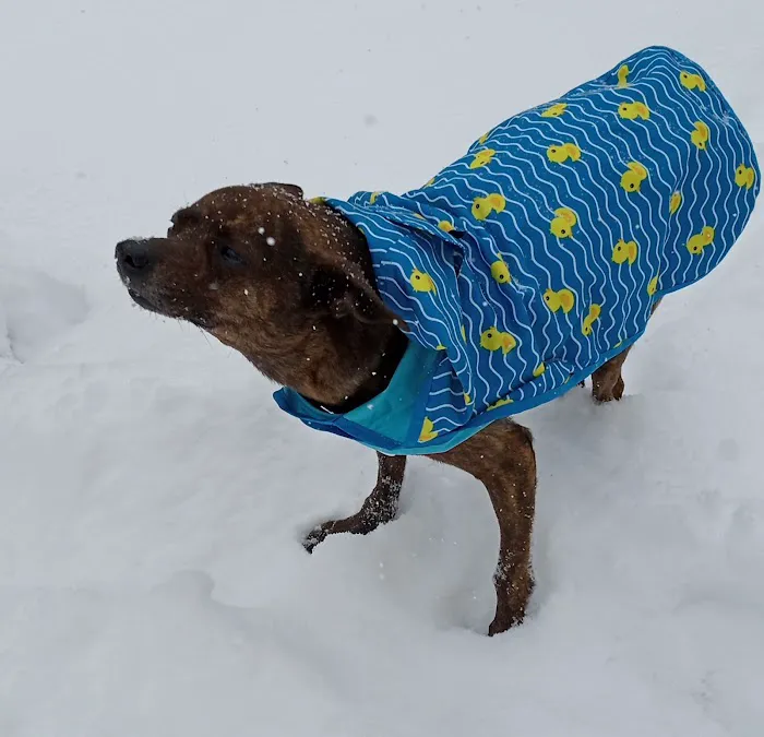 Penobscot Veterinary Services Picture 9