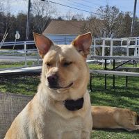 Penobscot Veterinary Services ico