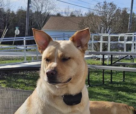 Penobscot Veterinary Services