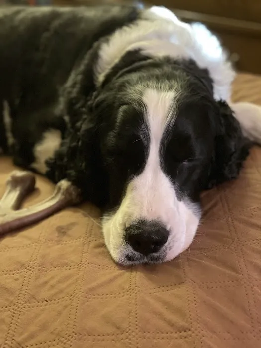 Acadia Veterinary Hospital Picture 5