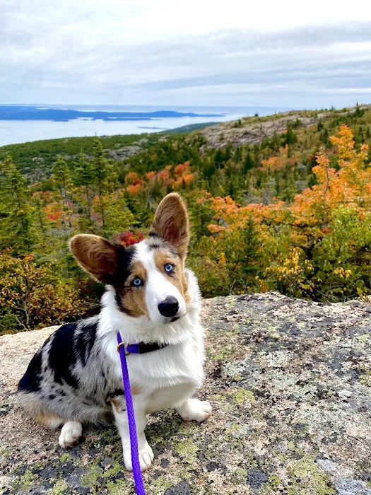Schoodic Animal Hospital Picture 3
