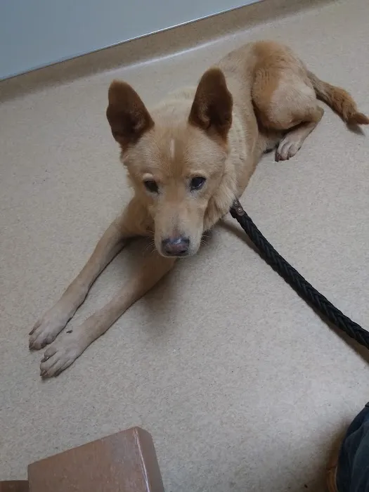 Lincolnton Animal Hospital Picture 5