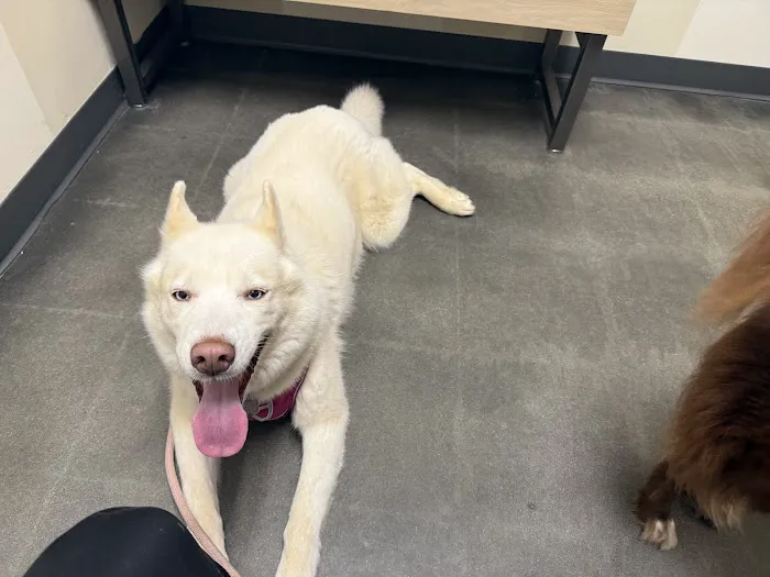 Vetco Total Care Animal Hospital Picture 5