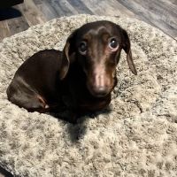 LakeCross Veterinary Hospital ico