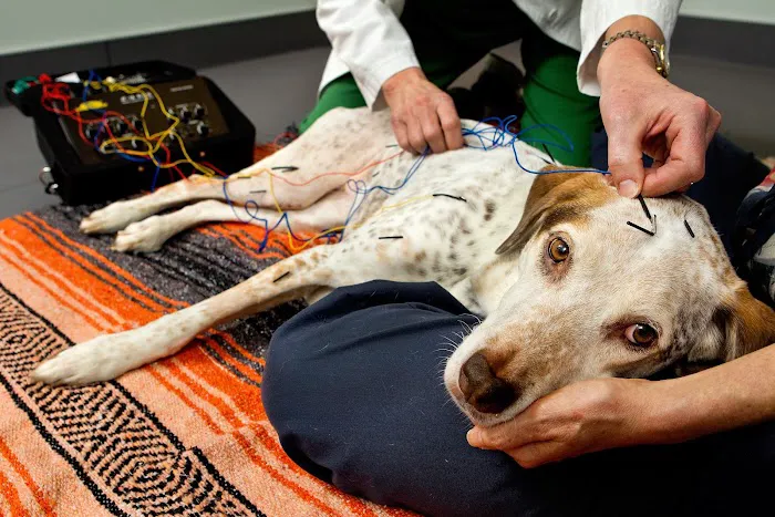 LakeCross Veterinary Hospital Picture 6