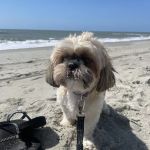 Birkdale Animal Hospital
