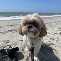 Birkdale Animal Hospital ico