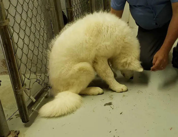All Creatures Pet Hospital Picture 1