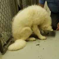 All Creatures Pet Hospital ico