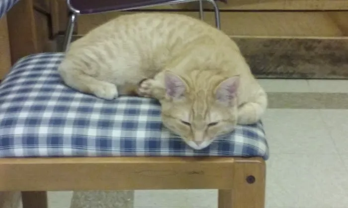 All Creatures Pet Hospital Picture 5