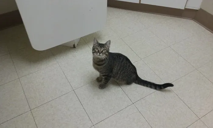 All Creatures Pet Hospital Picture 2