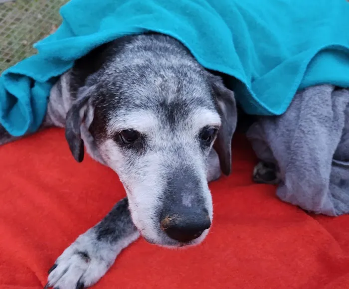Crossroads Animal Hospital Picture 5