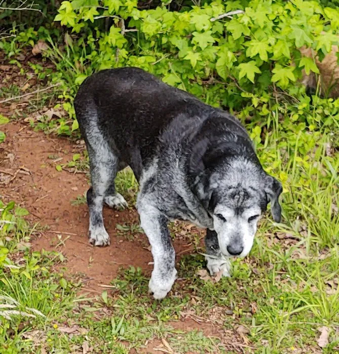 Crossroads Animal Hospital Picture 8