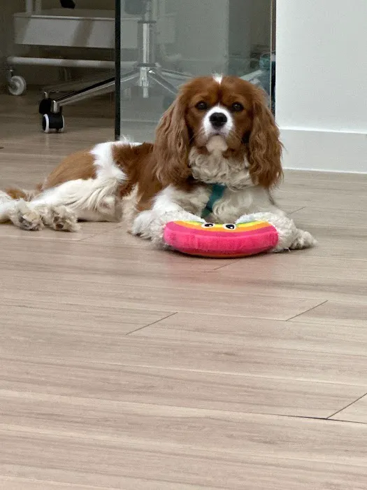Petfolk Veterinary & Urgent Care - Huntersville Picture 4