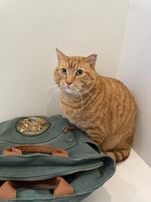 Petfolk Veterinary & Urgent Care - Huntersville Picture 8