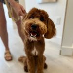 Petfolk Veterinary & Urgent Care - Huntersville