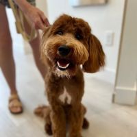 Petfolk Veterinary & Urgent Care - Huntersville ico