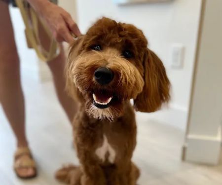 Petfolk Veterinary & Urgent Care - Huntersville
