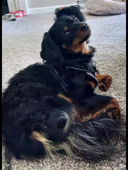 PetMedic Urgent Care Vet Clinic Picture 9