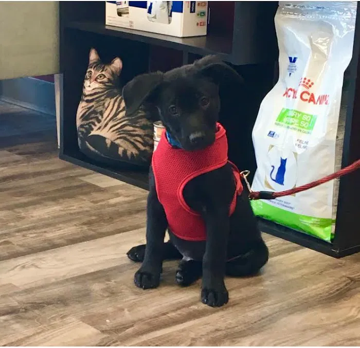 Powers Veterinary Hospital Picture 6