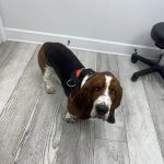 Animal Eye Clinic - Huntersville