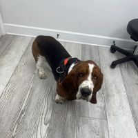 Animal Eye Clinic - Huntersville ico