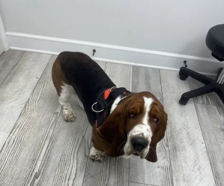 Animal Eye Clinic - Huntersville